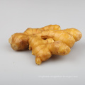 2020 cheap China bulk fresh ginger